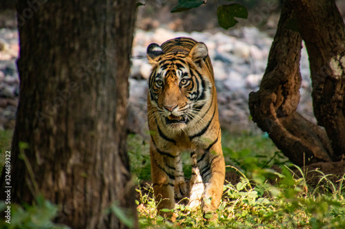 Noori of Ranthambore