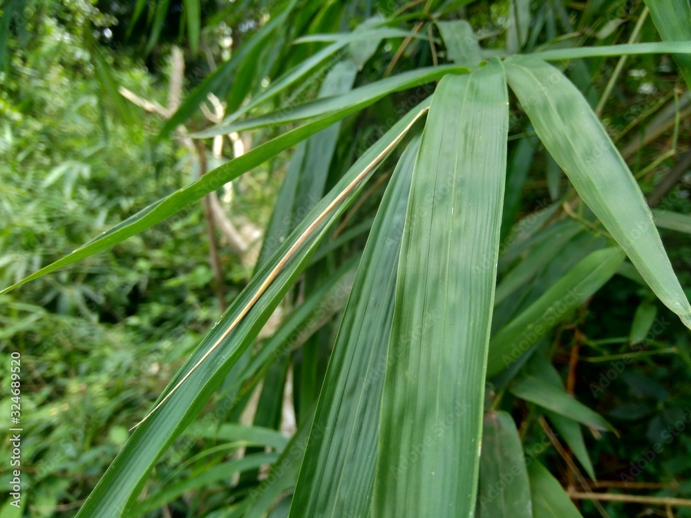 close up green bamboo leaves in the nature close up green bamboo leaves in the nature
