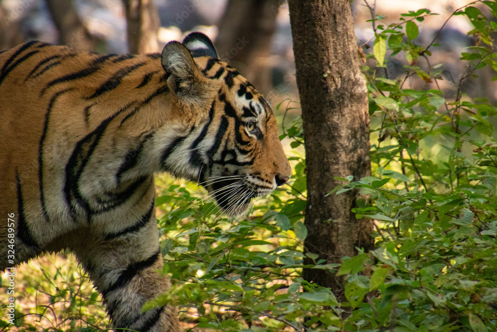Obraz premium Noori of Ranthambore