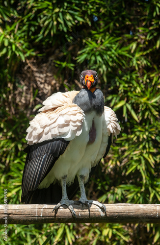 King vulture outdoors in the park