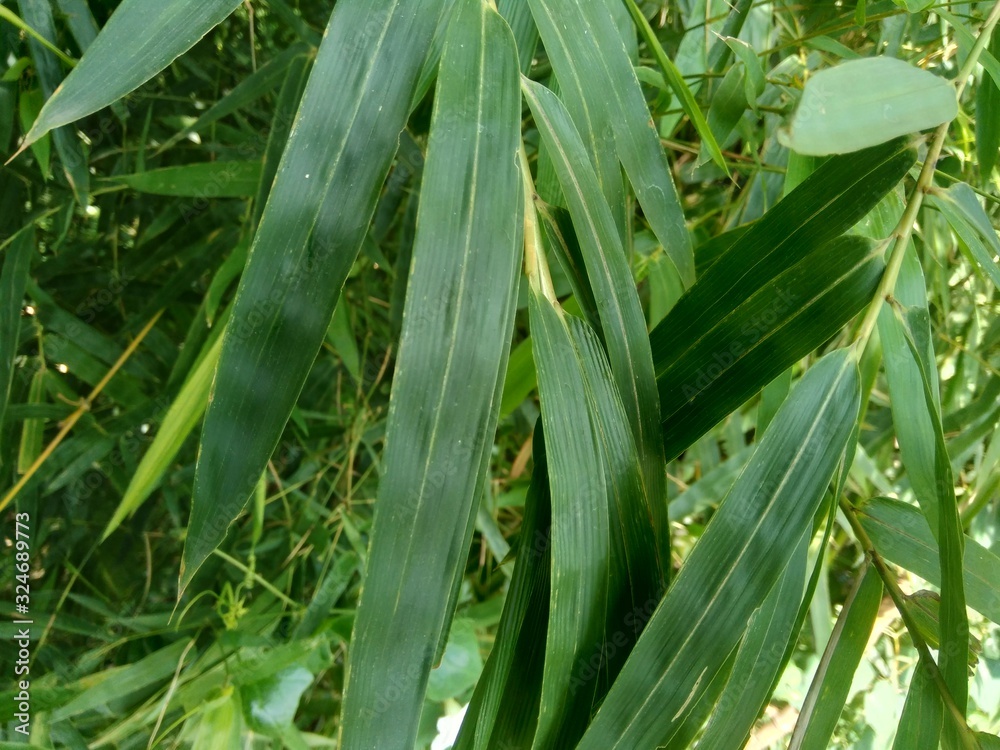 close up green bamboo leaves in the nature close up green bamboo leaves in the nature