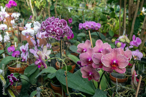 Plants in the Botanical Garden (Fuveszkert) of Budapest photo