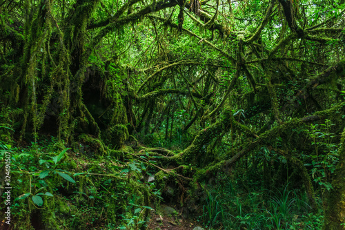 Fototapeta Naklejka Na Ścianę i Meble -   Green jungle in Ecuador, Latin America