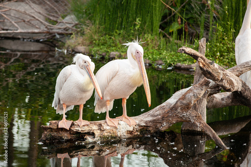 white pelican outdoors in the zoo