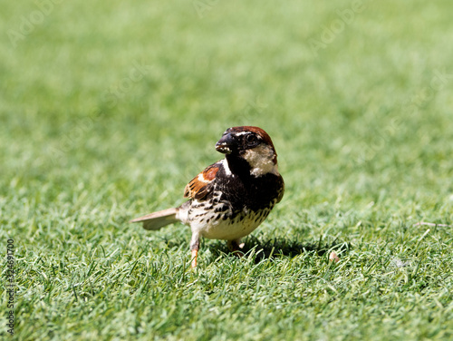 a adult passer domesticus on artificial grass