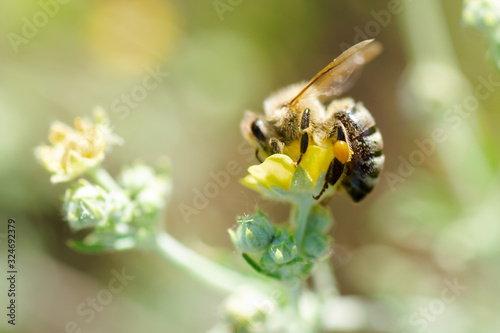 bee collects nectar from Potentilla erecta, Tormentilla, Potentilla laeta, tormentil, septfoil or erect cinquefoil . Honey Plant. Natural background. Summer concept. photo