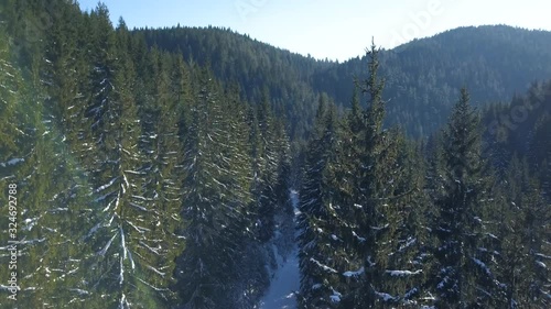 The Snow-Covered Road in the Pine Forest. Frozen Forest Valley. Snowy Mountain Wilderness Frozen Landscape. Great Pine forest in Winter Ambient. photo