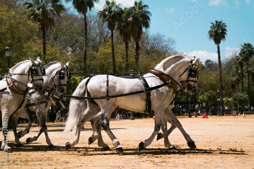 horse carriage race competition in Seville, Spain, white horses runing in sand