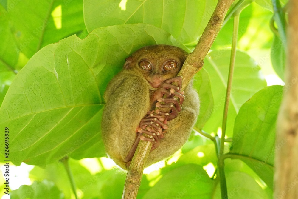 Philippine tarsier in Bohol island Stock Photo | Adobe Stock