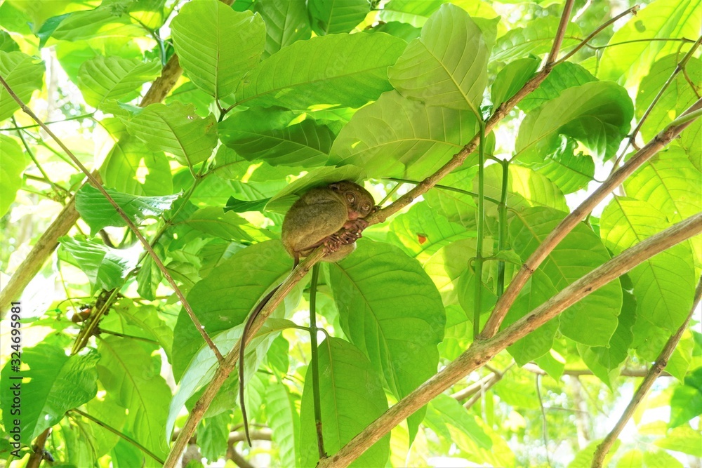 Fototapeta premium Philippine tarsier in Bohol island