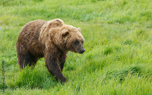 Wet brown bear walking through the grass in Alaska