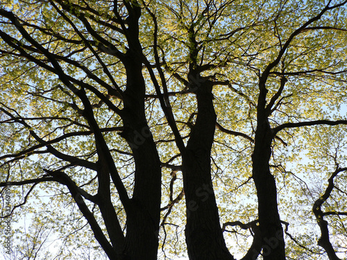 Shallenberger Nature Preserve, Lancaster, Ohio photo