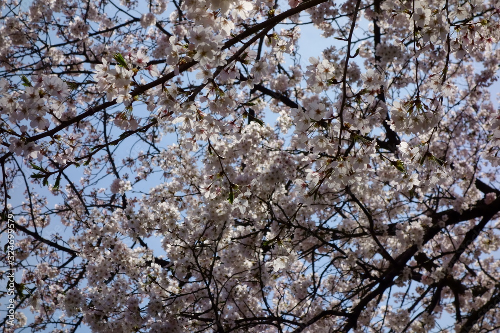春先に優美で優雅、華やかに咲く桜の花々