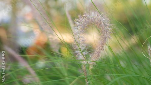Vászonkép natural green background of green grass, selective focus