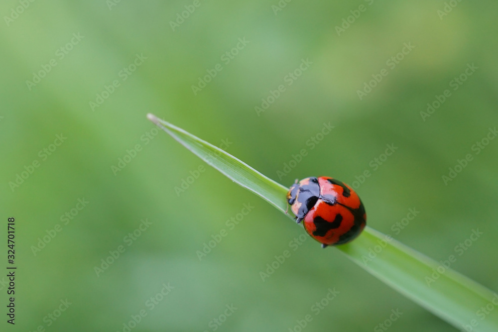 the ladybird beetle in the afternoon alighted on a leaf with a green background the ladybird beetle in the afternoon alighted on a leaf with a green background