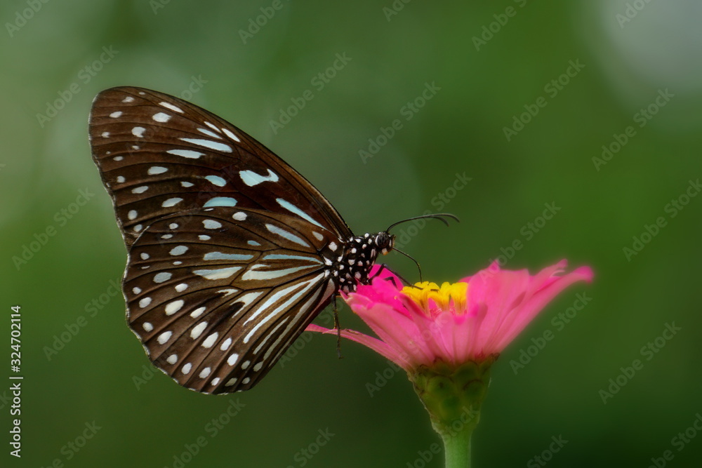 a beautiful blue tiger butterfly during the day perched on a blurry background a beautiful blue tiger butterfly during the day perched on a blurry background