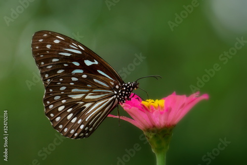 a beautiful blue tiger butterfly during the day perched on a blurry background