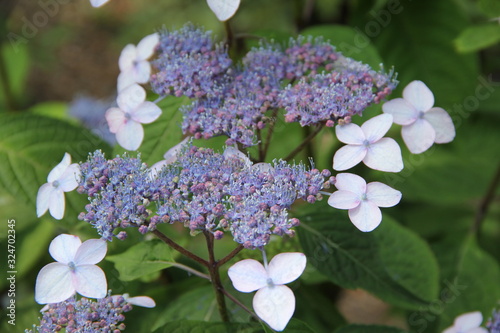 Hydrangea Serrata Bluebird blooms hydrangea background