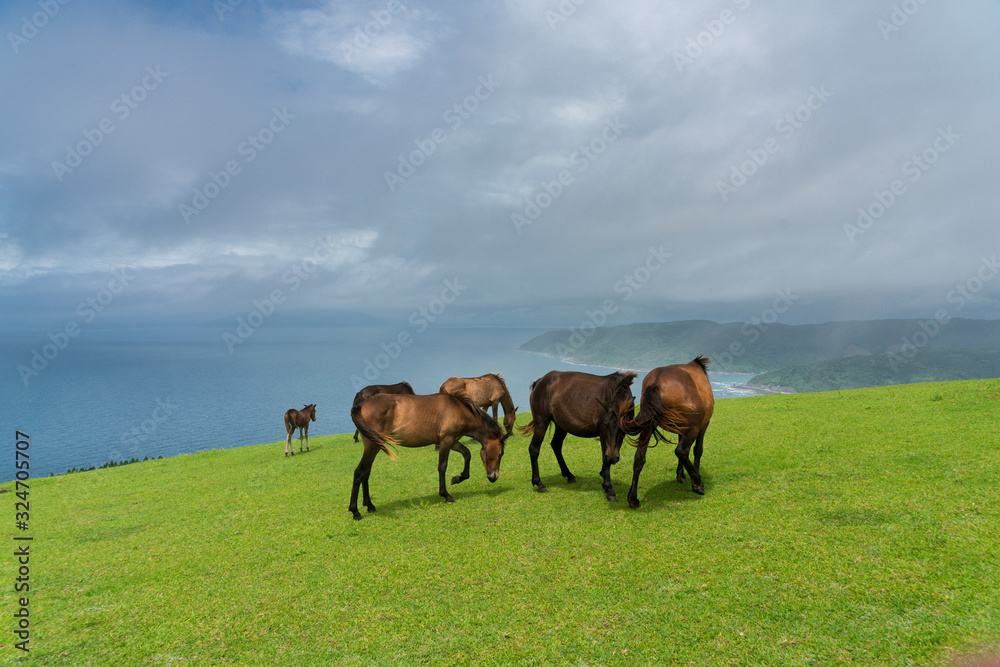 都井岬のミサキウマ