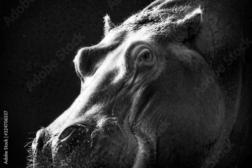 Obraz na plátne Greyscale closeup of a hippopotamus under the lights against a black background