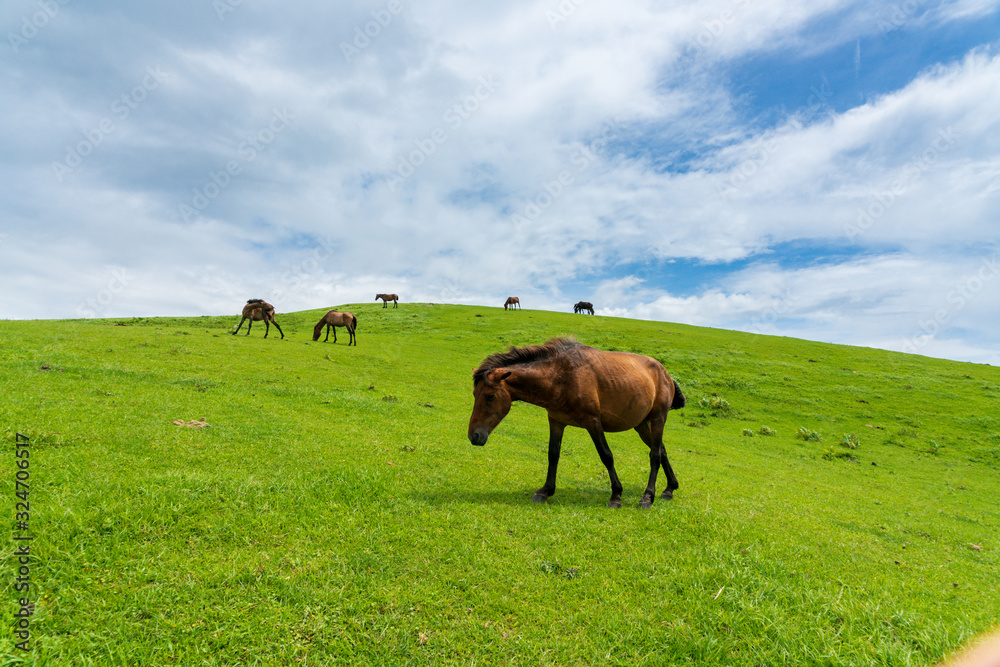 Fototapeta premium 都井岬のミサキウマ