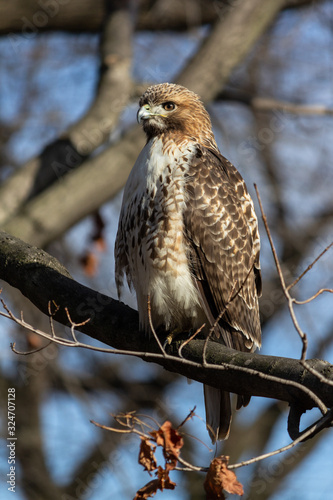 Red Hawk