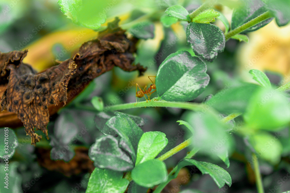 A blurry abstract background view of green leaves that grow up the streets or in the park, for a refreshing view during the day