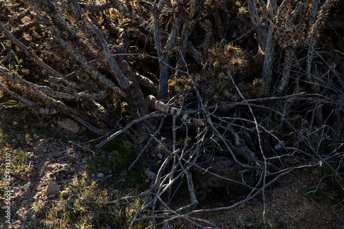 Western Diamondback Crawling into a Bush