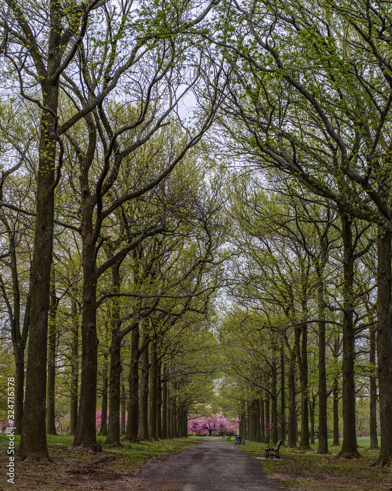 Long, inviting path with towering oak trees leading to cherry blossoms in bloom