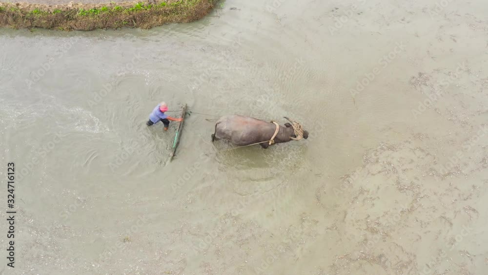A bull with a plow and a farmer working in a rice field. Soil