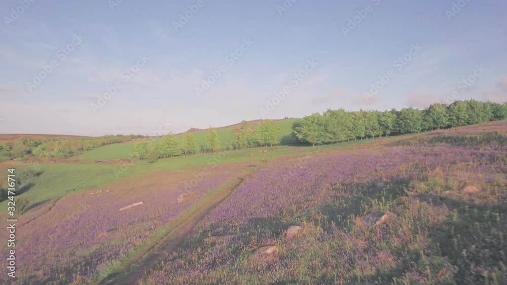 Bluebell field in Dartmoor National Park in spring, Devon, England, UK. Aerial drone view Bluebell field in Dartmoor National Park in spring, Devon, England, UK. Aerial drone view