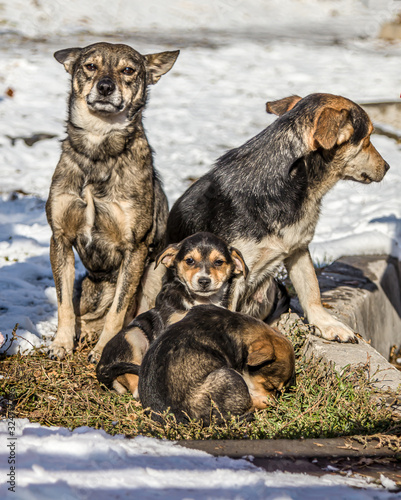 Family of stray dogs with puppies outdoors in winter.