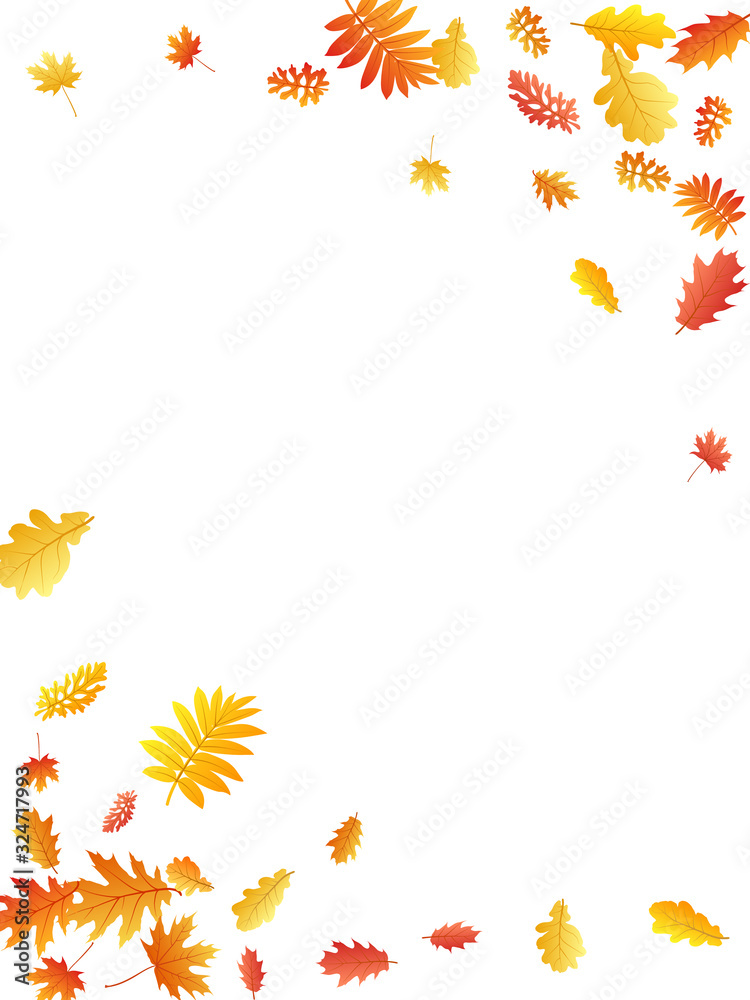 Oak, maple, wild ash rowan leaves vector, autumn foliage on white background. Oak, maple, wild ash rowan leaves vector, autumn foliage on white background.