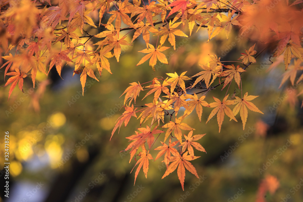leaves of autumn colors in autumn park. leaf maple background. go on a trip to view the autumn colors.Season concept of colorful autumn leaves. maple Tree in the sunlight shinning through. leaves of autumn colors in autumn park. leaf maple background. go on a trip to view the autumn colors.Season concept of colorful autumn leaves. maple Tree in the sunlight shinning through.
