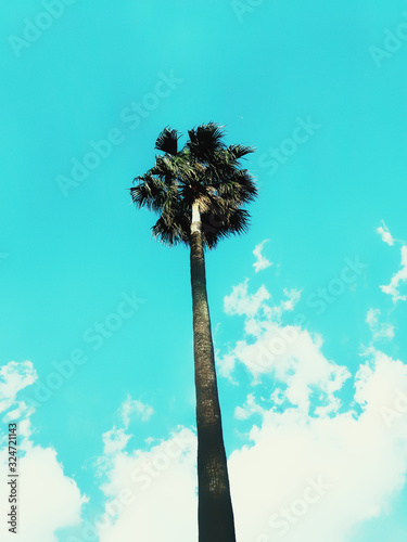 palm tree against blue sky © oga