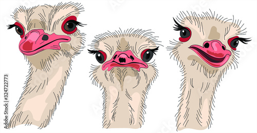  Three funny ostrich closeup isolate on  white background.  Vector illustration for t-shirts, sweatshirt, fabric.