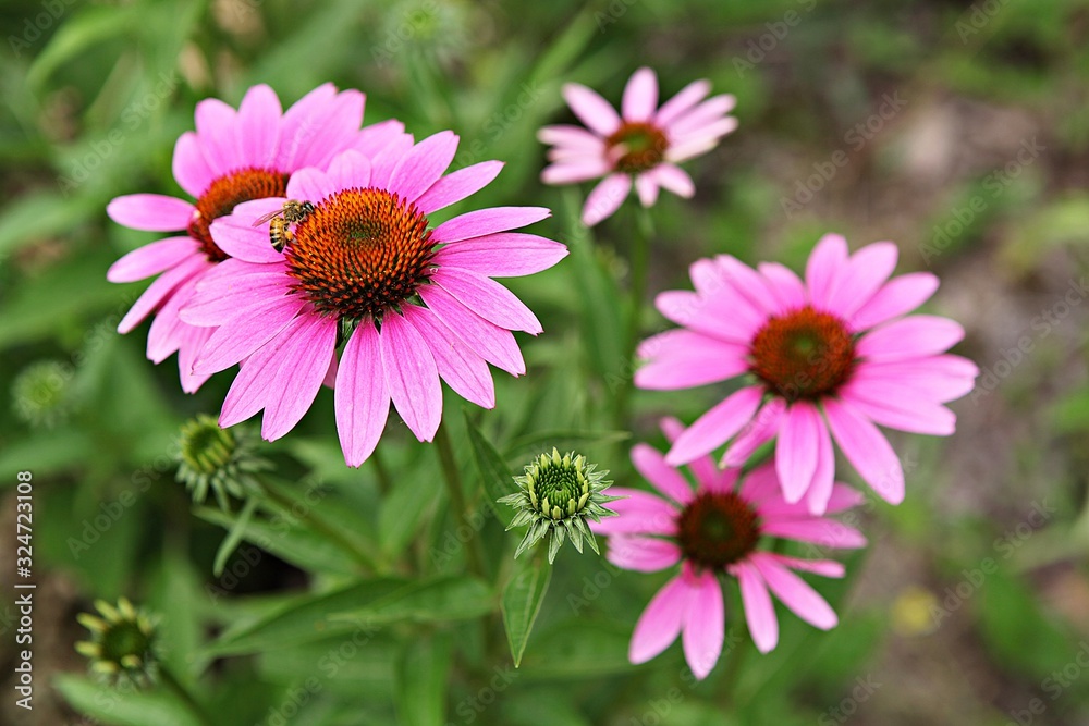 Obraz premium 인천대공원에서찍은꽃입니다