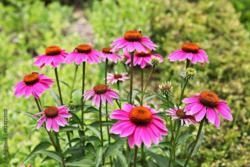 Obraz premium 인천대공원에서찍은꽃입니다