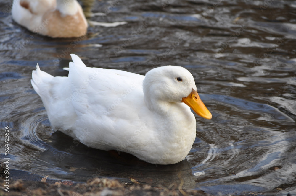 White resting duck