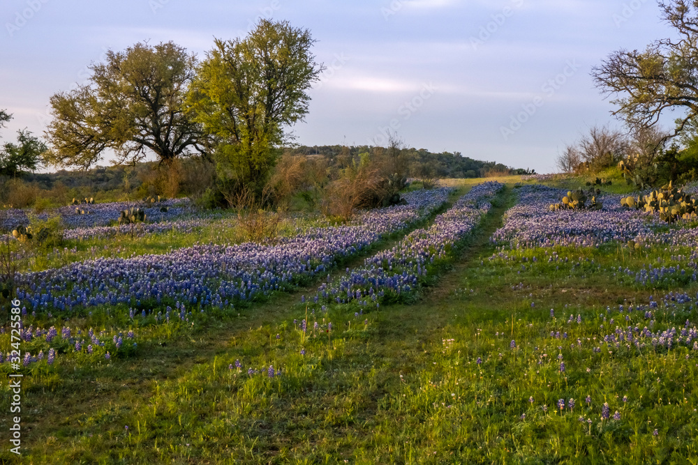 Fototapeta premium Texas bluebonnets field at dawn