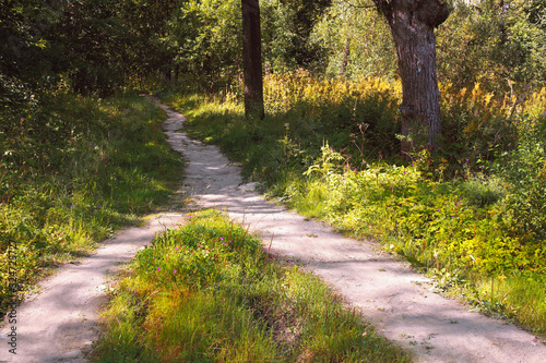 Two hiking paths in the forest converge into a single
