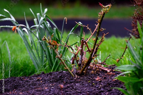 Unflowered Rose Bush photo