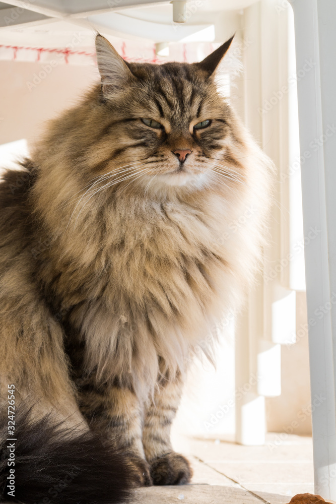 Long haired cat in relax outdoor. Hypoallergenic pet, siberian purebred