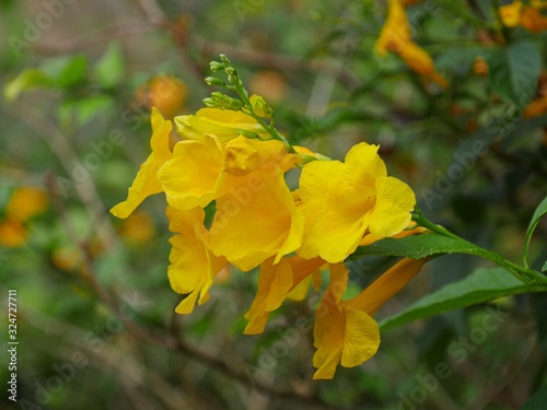 Beautiful yellow canna lily flowers, soft background