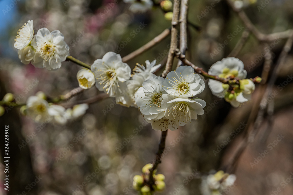 Plum blossom in botanical garden of Tokyo Plum blossom in botanical garden of Tokyo