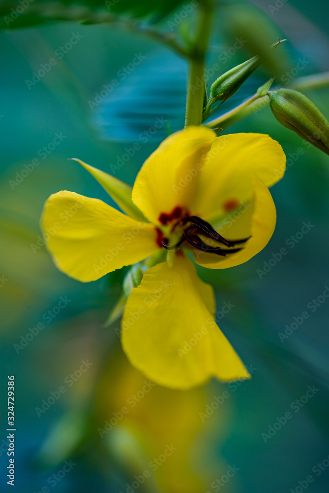 Partridge Pea, Sleepingplant, Sensitive Plant Partridge Pea, Sleepingplant, Sensitive Plant