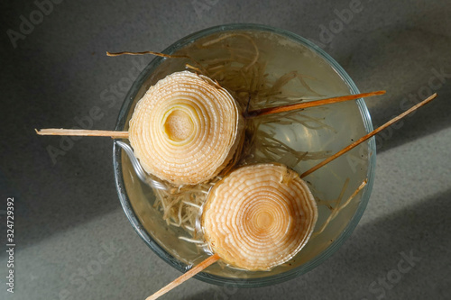 A leek bottom regrowing in a glass of water. photo