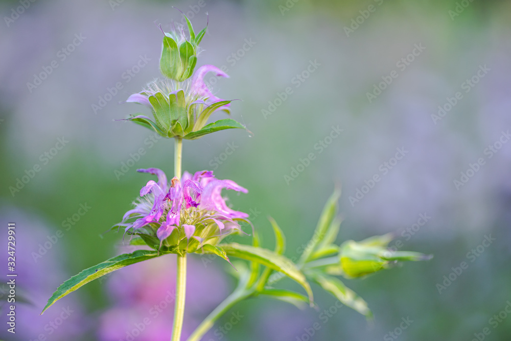 Horsemint blooming in late spring Horsemint blooming in late spring