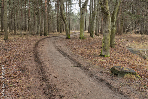 Broken, dirty road in the forest. photo