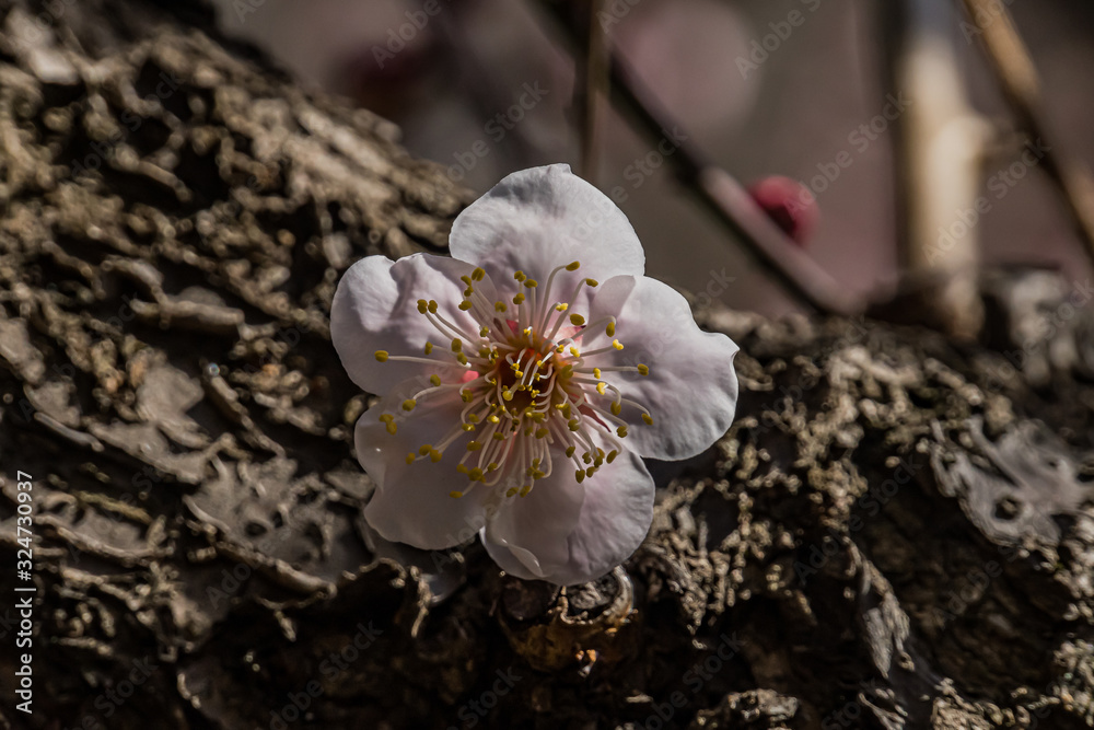 Fototapeta premium Plum blossom in botanical garden of Tokyo